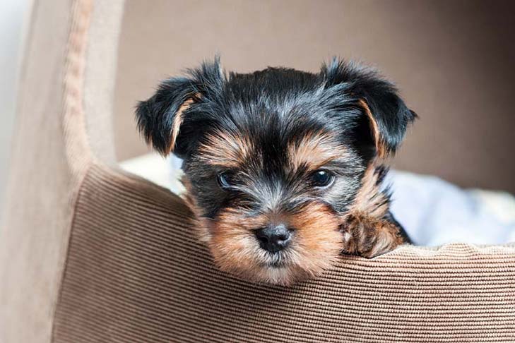  How to Care for a Yorkshire Terrier Puppy After Birth?